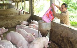 Giá lợn (heo) hơi hôm nay 15.12: Tăng lên 34.000 đồng/kg, nông dân khấp khởi hi vọng vụ Tết