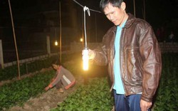 Nhà nông xứ Nghệ trắng đêm chong đèn "sưởi ấm" cho hoa