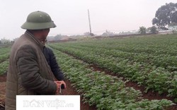 Đến khổ: Nông dân làm thơ "khóc" khoai tây tỉnh hỗ trợ không ra củ