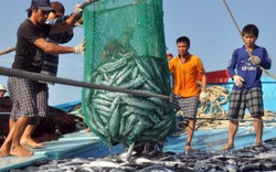 Cuối tháng 6/2018, chấm dứt tàu cá, ngư dân đánh bắt trái phép