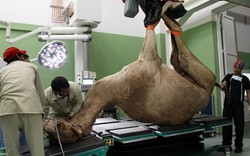 Bệnh viện xây hết 250 tỉ đồng chỉ để chăm lạc đà ở Dubai