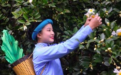 Quảng Ninh: Lạ khi rừng hoa sở nở bung trắng muốt trong ngày hội