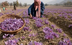 Saffron có gì đặc biệt mà đắt đỏ như vàng, lên tới hơn 450 triệu đồng/1kg?