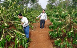 Giá nông sản hôm nay 18.12: Hoa cà phê nở bất thường, nhà nông thấp thỏm lo mất  mùa