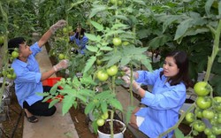 Mướt mắt trại rau thủy canh hiện đại đầu tiên ở miền núi Yên Bái