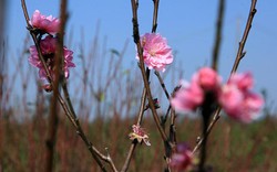 Đào Nhật Tân “bung lụa”, nhắc người Hà Nội Tết đã cận kề