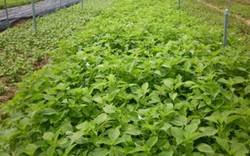 Cánh đồng rau tỏa hương thơm, nông dân thu nhập cao ở Tân Minh