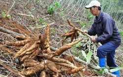 Củ sắn có cơ hội lần đầu tiên vào “câu lạc bộ tỷ đô”