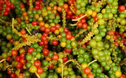 Giá nông sản hôm nay 21/12: Hồ tiêu giảm tiếp 3.000 đ/kg, cà phê bất ngờ đứng yên