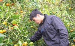 Trai làng tháo vát trồng cam đường Canh, thu hàng trăm triệu/năm