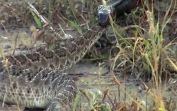 Video: Rắn đuôi chuông kịch độc bị rắn không có độc khuất phục