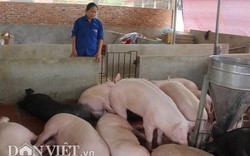 Giá lợn (heo) hơi hôm nay 22/12: Sắp vượt 35.000 đ/kg và dự báo giá lợn còn tăng, ND “găm” lợn đón Tết