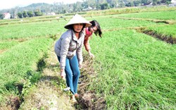 Nông dân Nghệ An lên đời cho hành tăm bằng quy trình VietGAP