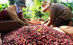 Giá nông sản hôm nay 23/12: Cà phê vụt tăng trước lễ Noel, giá tiêu chững lại