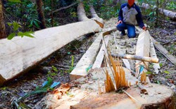 Vụ phá rừng ở Gia Lai: Đoàn liên ngành sẽ vào rừng khám nghiệm 