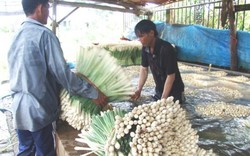 Tiền Giang sẵn sàng sơ tán hàng chục ngàn dân cù lao tránh bão