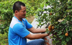 Được mùa, trái rẻ rề, làm siro chanh đào mật ong bán chạy đều đều