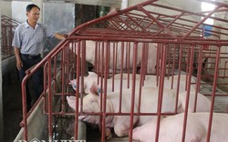 Giá heo (lợn) hơi hôm nay 24/12: Người nuôi lợn hi vọng lên 40.000 đ/kg đến Tết Nguyên đán?