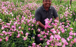 LẠ MÀ HAY: Ngất ngây với vườn hoa chuông rực rỡ ở Đà Lạt
