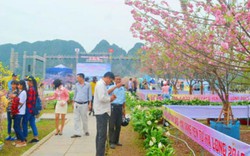 Lễ hội hoa Anh đào - Mai vàng Yên Tử