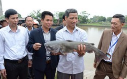 Nuôi cá nheo Hoa Kỳ ở ao đất Bắc Ninh, gần 0,5ha cho thu hơn 1 tỷ