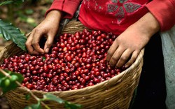 Giá nông sản hôm nay 26/12: Cà phê giao dịch trầm lắng, nông hộ lo ôm lỗ, giá tiêu không biến động