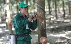 Không bán cổ phần Tập đoàn Cao su VN cho NĐT chiến lược nước ngoài