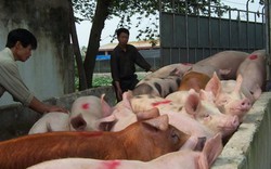 Giá heo hôm nay 27/12: Dự báo xuất khẩu lợn sống tiểu ngạch năm 2018 chỉ 6.600 con/ngày