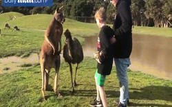 Đến gần cho kangaroo ăn, bé trai Úc không ngờ dính đòn nhớ đời