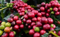 Giá nông sản hôm nay 27/12: Giá cà phê khó bật lên cho tới cuối năm, giá tiêu vẫn thấp vì dư cung