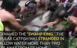 Dân hò nhau giải cứu cá trê khổng lồ nặng 200kg mắc cạn