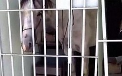 Chú ngựa bị bắt giữ vì "phá hoại tài sản" của người