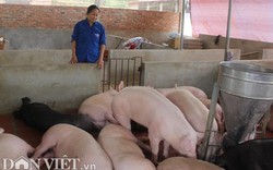 Giá heo hơi hôm nay 29/12: Heo lên 38.000đ/kg, nông dân phấn khởi ăn mừng trước Tết Dương lịch