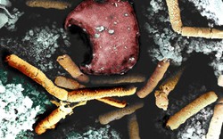 Vi khuẩn bệnh than - vũ khí sinh học đáng sợ của Triều Tiên
