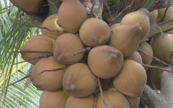 Đếm đủ 15-20 triệu/tháng từ trồng dừa Mã Lai, trái ra sát đất