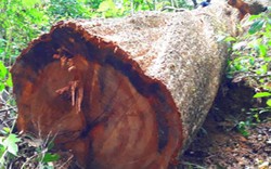 Vụ phá rừng ở Gia Lai: Gỗ cổ thụ bị hạ la liệt chưa đánh dấu