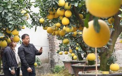 Trồng cây gì bán Tết: "thuần hóa" bưởi cổ chưng Tết, nông dân Hưng Yên kiếm trăm triệu