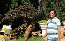 Ngắm cây dúi 200 tuổi, giá 200 triệu của nghệ nhân Bonsai quốc gia