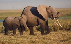 Hành động bất ngờ của voi mẹ khi voi con bị mắc kẹt được giải cứu