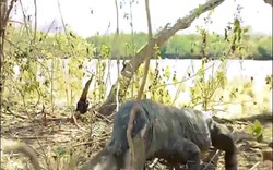 Video: Thằn lằn "quái vật" khổng lồ nuốt chửng khỉ trong tích tắc