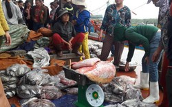 Trúng mùa biển cuối năm, ngư dân xứ Nghệ lãi 60-70 triệu/tàu