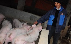Giá heo (lợn) hôm nay 1/1/2018: Tết Dương lịch Trung Quốc dừng "ăn" hàng, nhưng nông dân vẫn vui vì giá tăng trên 35.000 đ/kg
