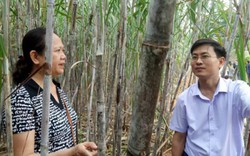 Tuyên Quang: Liên kết thâm canh, mía cho “vị ngọt”