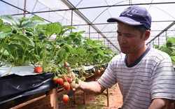 Đà Lạt: Trồng dâu tây bán ngay tại vườn, mỗi tháng thu 250 triệu đồng