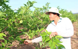 Làm giàu ở nông thôn: "Kỳ khùng" bỏ gara "ném tiền tỷ" trồng na