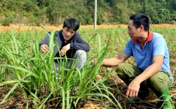 Tuyên Quang: Bí quyết để có những cánh đồng mía trăm tấn