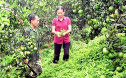 Chuyện lạ ở Tuyên Quang: Đem cỏ dại trồng kín vườn cam