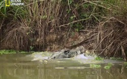 Video: Lạc vào cửa sông, cá mập bị cá sấu khổng lồ xơi tái