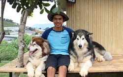 Lâm Đồng: 9X nuôi đàn chó Tây to xác để khách chụp ảnh và thu trăm triệu/tháng