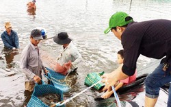 Nuôi tôm siêu thâm canh: Dễ thu tiền tỷ, nhưng cũng sợ trắng tay